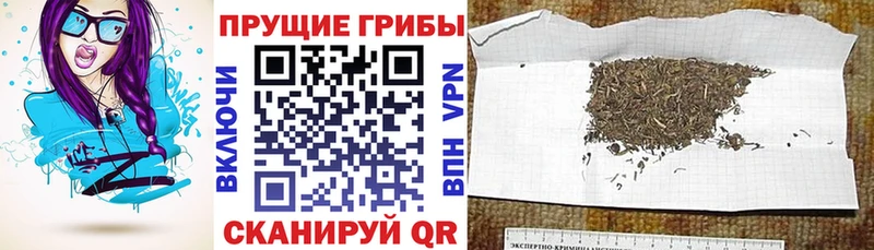 где продают наркотики blacksprut как зайти Галлюциногенные грибы Psilocybe Кашира